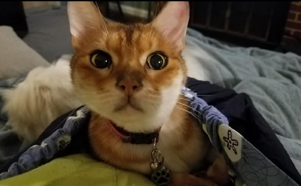 Сумка-переноска для собак та котів, Outdoor, блакитний плед | OrgMemory