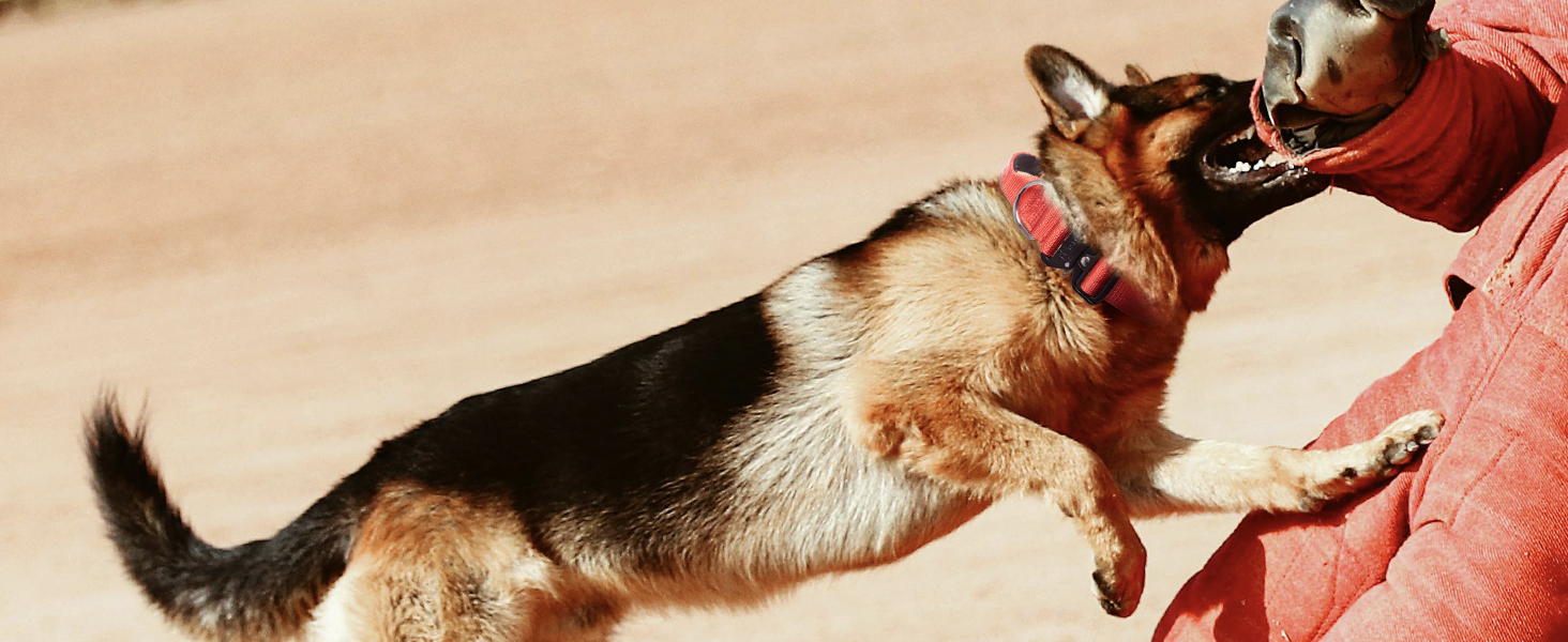 TSPRO Преміум нашийник для собак з ручкою, тактичний, товстий, регульований, для середніх та великих собак (Помаранчевий L), розмір ручки L, регулювання 44.5-62.2 см