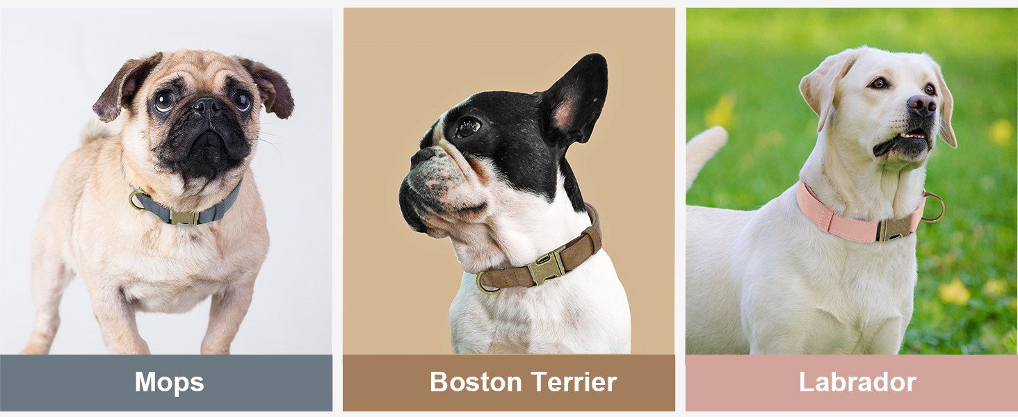 Нашийник для собак Didog з м'якої PU-шкіри, фіолетовий, розмір L (38,1-48,3 см), зручна застібка, для великих собак, для щоденних прогулянок