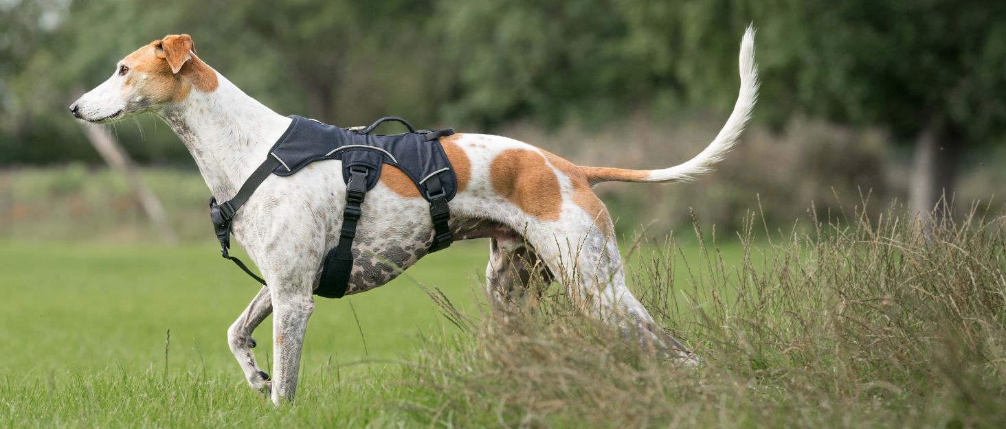 Упряж для втечі хорта Snootiful Hound, М