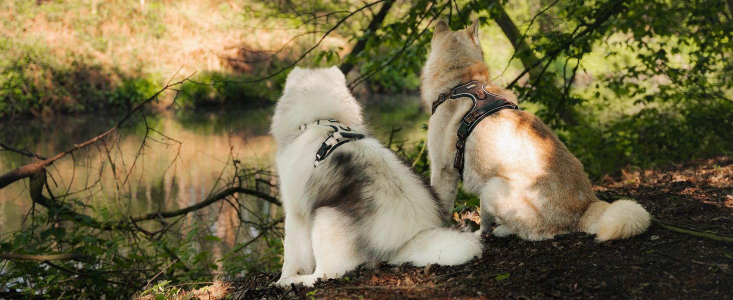 Нашийник для собак Lionto, розмір L, червоний, з м'якої нейлону, анти-тяга, з 2 кільцями та 4 регульованими ремінцями, з гумовою ручкою
