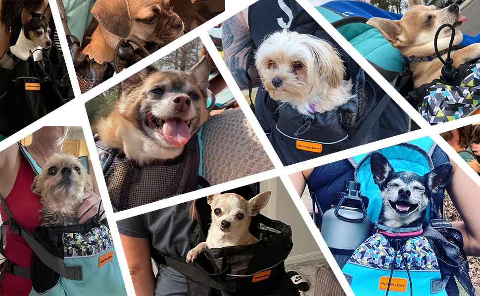 Рюкзак-переноска для кота/маленького собаки/щеня, Cinf - комфортний та безпечний транспортний рюкзак з передньою кишенею, 2.5 кг, квітковий принт