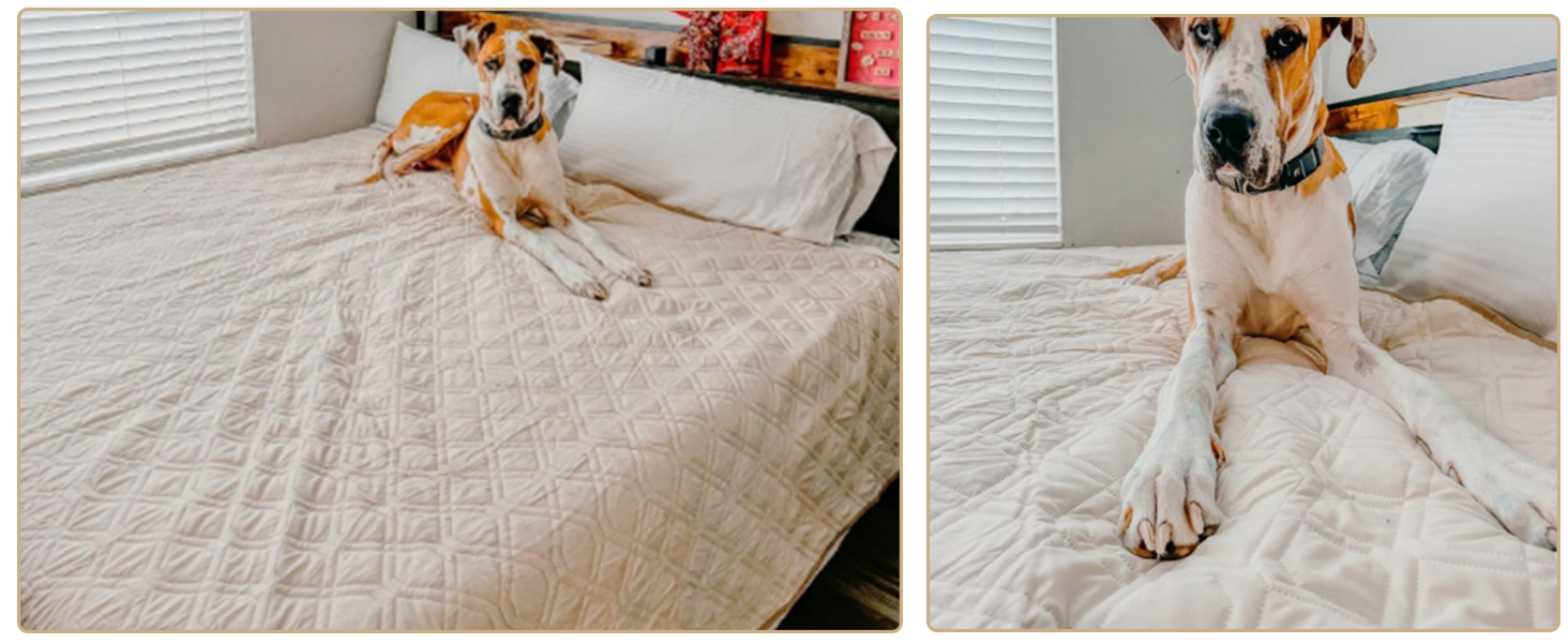 Водонепроникний килимок для собак GYURO - двосторонній, м'який, 97 x 190 см (Хакі) - для великих і маленьких собак, захист дивану, ліжка, авто, придатний для прання