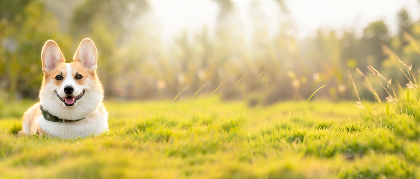 Підвищений годівниця для котів, миска для котів з нержавіючої сталі з підкладкою з силікону, 15° ергономічна станція для годування, миска для собак, годівниця та поїльник для котів та маленьких собак