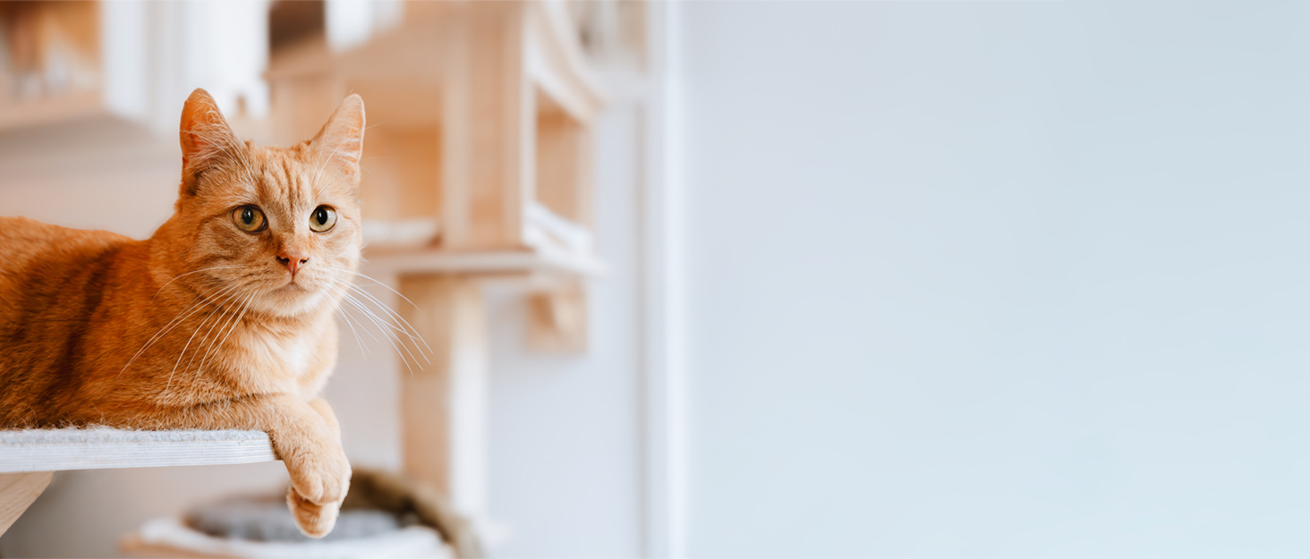 Інтерактивна іграшка для котів TGFIX 3 в 1 – електрична, з колесами та лазером, розвиваюча іграшка для котів, ухиляється від перешкод, стимулює рух, з 3 запасними пружинами та USB-зарядкою (Blue)