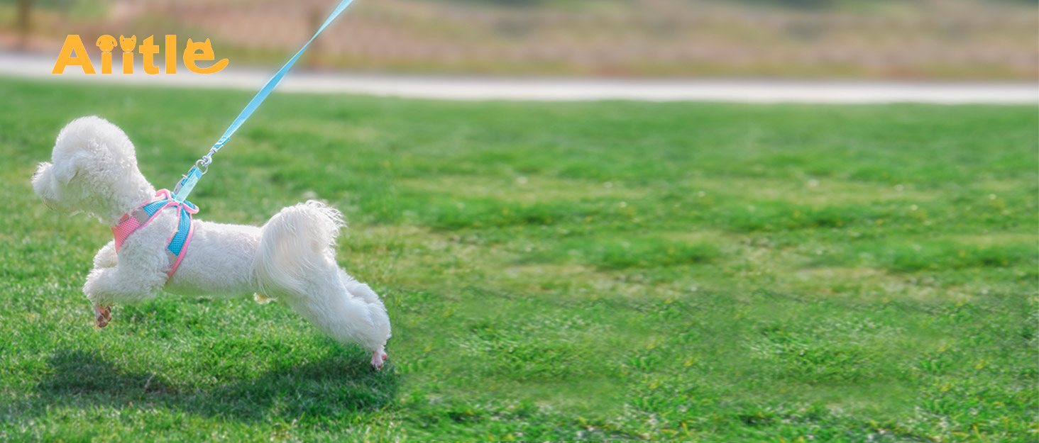 Нашийник та поводок для цуценят, комплект для прогулянок, нашийник-трансформер, м'який, дихаючий, аксесуари для домашніх тварин, світловідбиваючі смуги, для дуже маленьких собак та котів, XXXS (Обхват грудей: 8.5 - 10 см), Зелений, XXXS