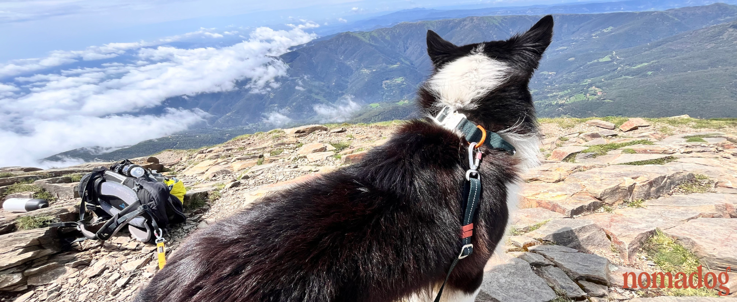 Нашийник для собак Nomadog Trailblazer з ручкою для великих собак - преміум алюмінієва застібка, міцний тактичний нашийник, регульований, з підкладкою, світловідбиваючий (L)