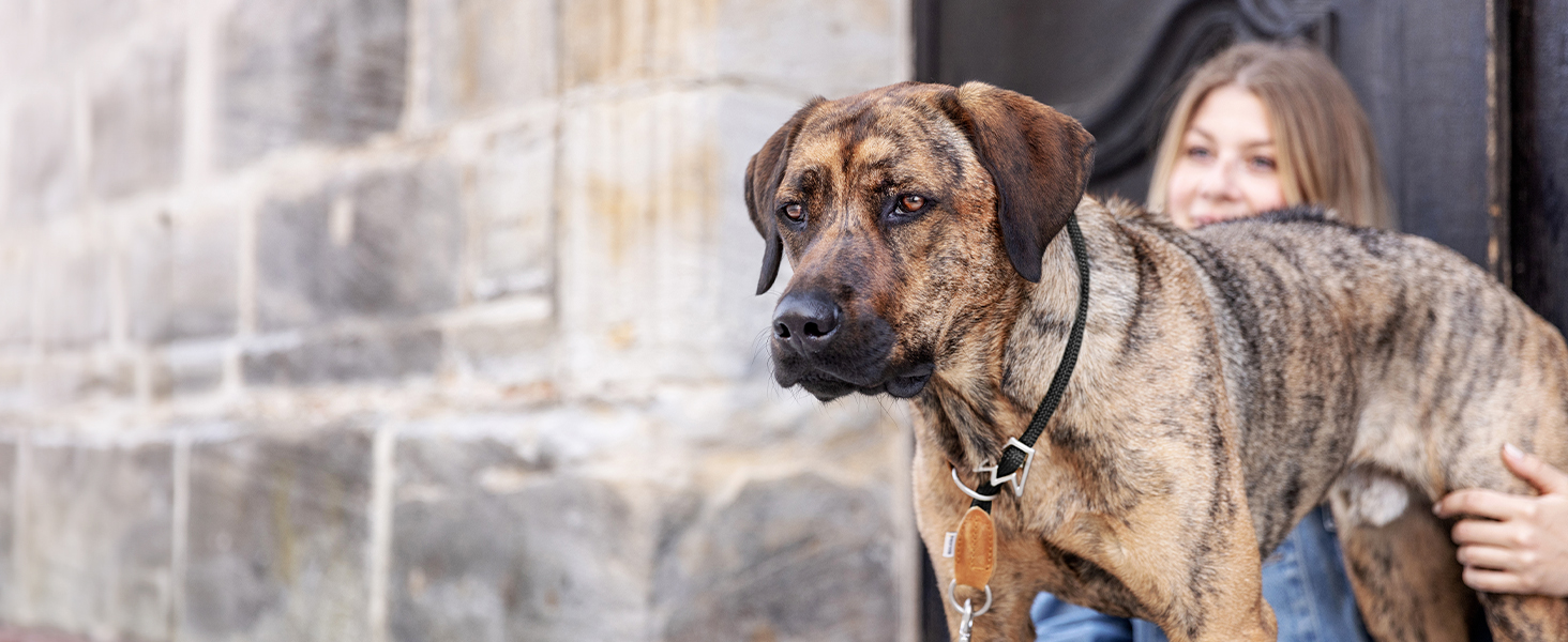 Нашийник для собак Rudelkönig Emma - Елегантний нашийник-стоп для собак з шкіри та нейлону - ø 12 мм - Зручний навчальний нашийник для великих собак (6, Чорний)