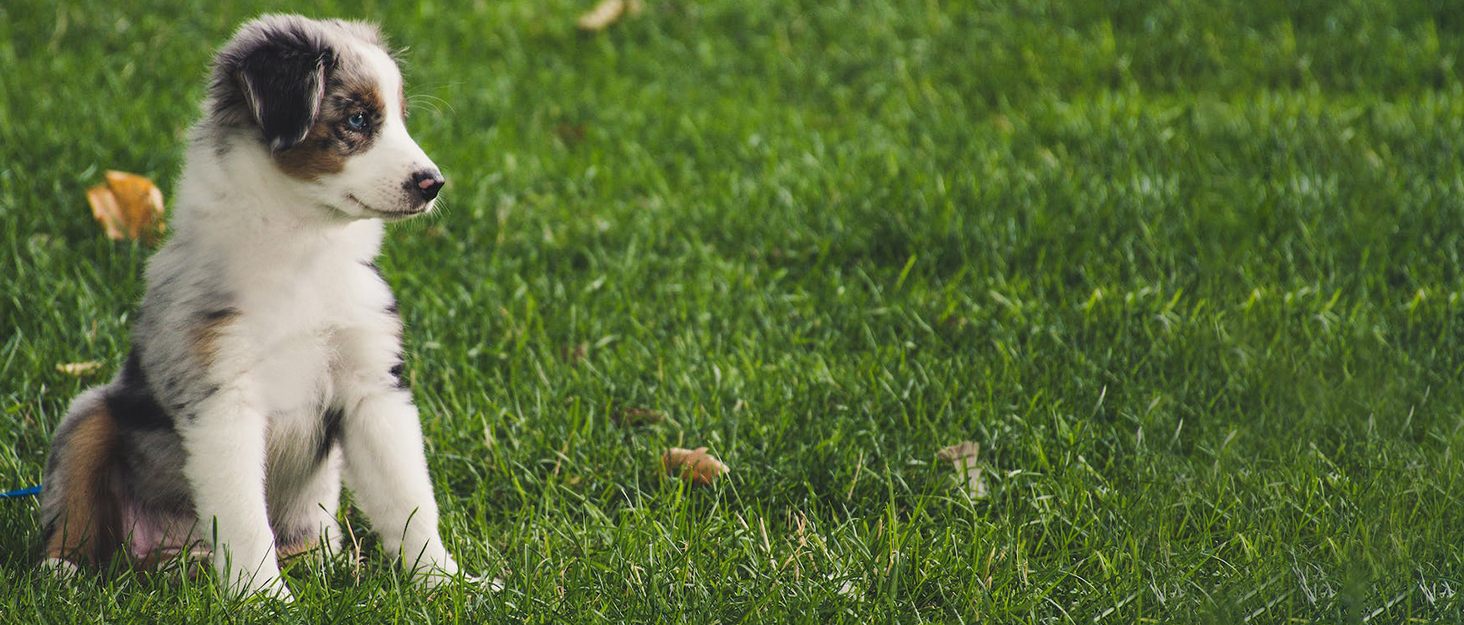 Універсальна сумка для ласощів для собак, знімна, велика місткість, сумка для тренувань, з ремінним кріпленням та регульованим плечовим ременем, 3 способи носіння (чорний)