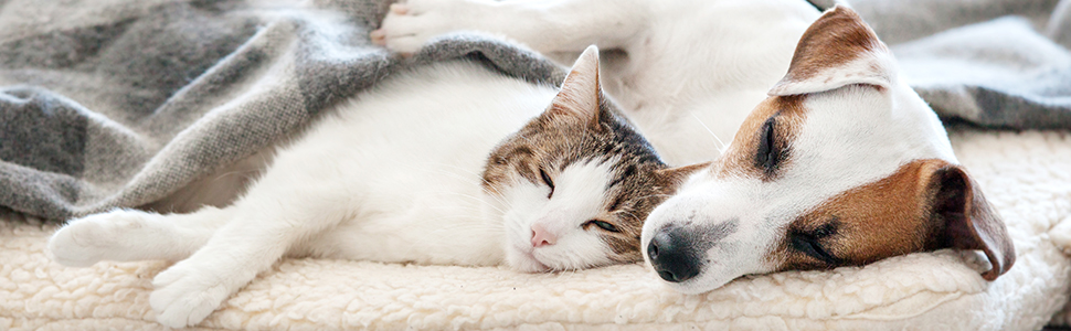 Підставка для корму Relaxdays для котів та маленьких собак, 2 миски по 300 мл, піднята, бамбук та нержавіюча сталь, 12x39x19,5 см, натуральний колір/срібло