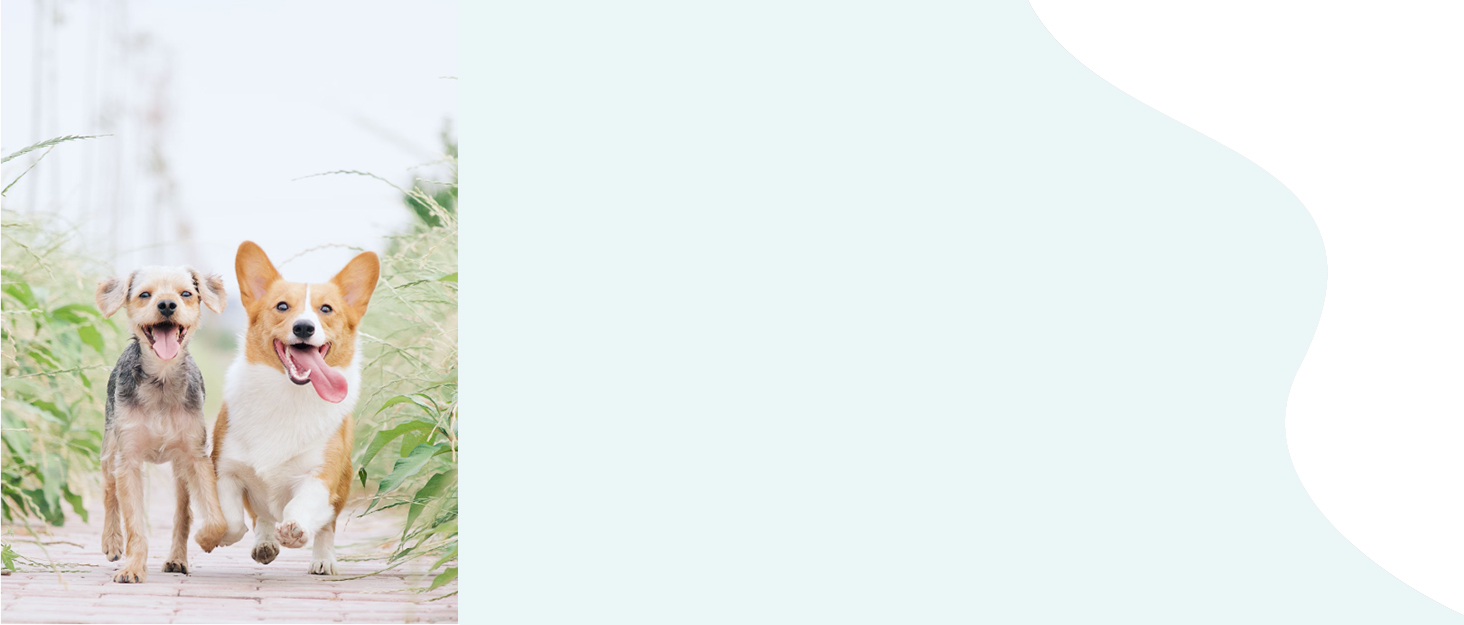 Водяна пляшка для собак на прогулянці, портативна, BPA-free, 550 мл + 100 мл, витокозахисна, для подорожей, біла/рожева