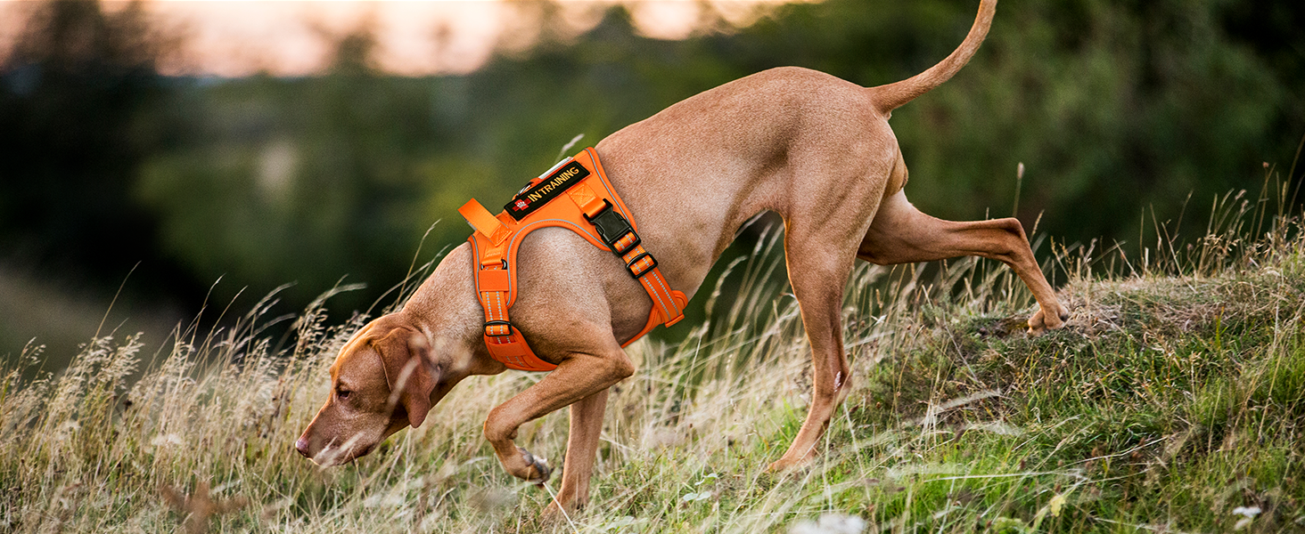 Нагрудник для собак Rabbitgoo середнього розміру, анти-тяга, регульований, з ручкою, міцний, тактичний, з металевими пряжками, для прогулянок (M, Помаранчевий)