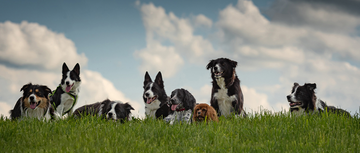 Чоботи для собак Dricar, 4 шт. Водонепроникні, антиковзні, з регульованими ремінцями. Зимові чоботи для собак середніх та великих порід для прогулянок на вулиці та в приміщенні, чорного кольору, розмір L