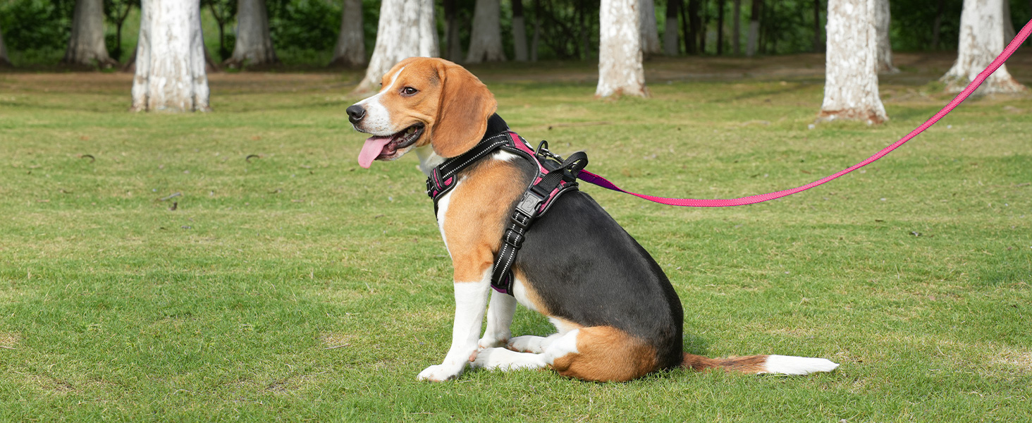 Світловідбиваючий нашийник для собак Joytale з LED, для середніх собак, без натягування, з ручкою, регульований, для нічних прогулянок, зелений, розмір M