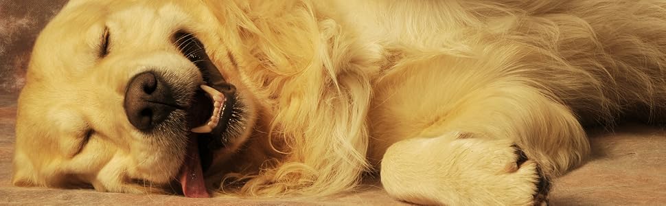 Водонепроникний наматрасник для собак Baldiflex, 10 см