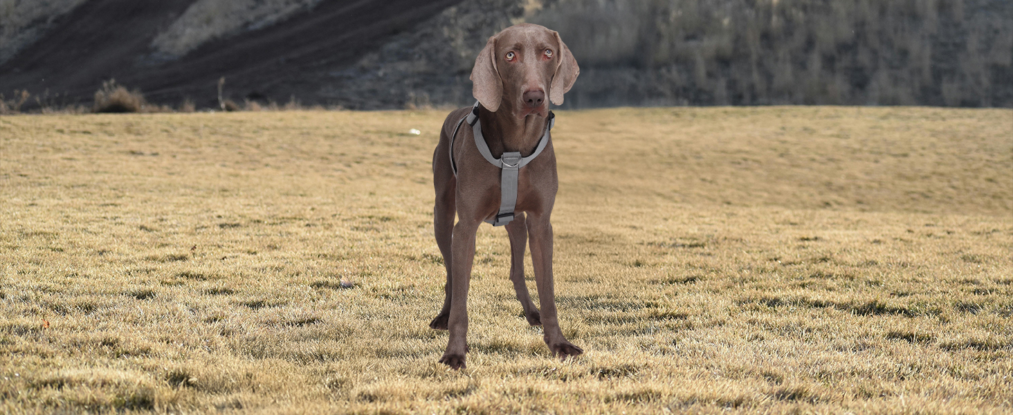 Шлейка для собак FEimaX для великих собак, тактична, не тягне, чорна, XL. Зручна, дихаюча, міцна, з м'якою підкладкою