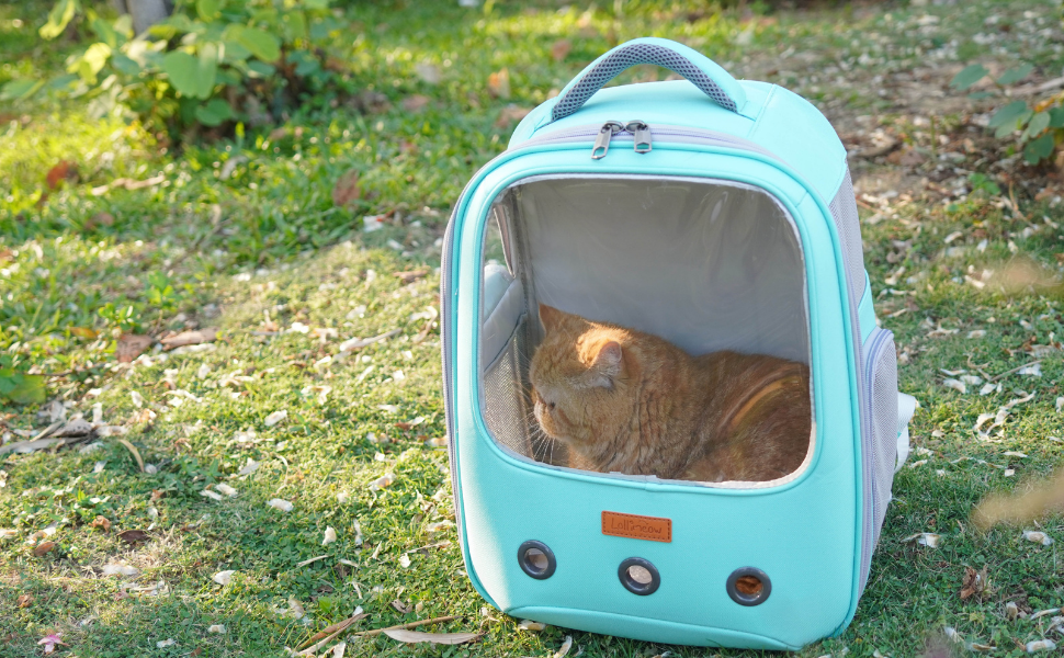 Рюкзак для кота та маленького собаки Lollimeow - зелений, для подорожей літаком, ідеальний для кошенят та цуценят