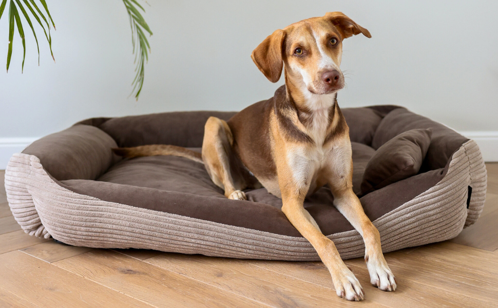 4L Textil Hundebett Molly - зручне ліжко для собак середніх порід, м'який велюр, коричневий колір (100x80 см)