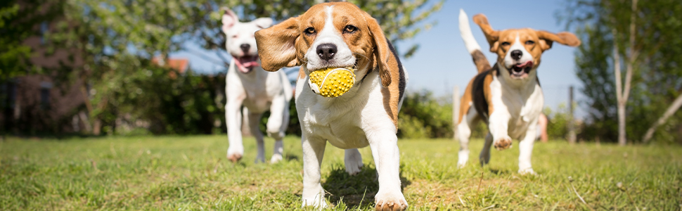 Сітка для собак у машину Relaxdays, перегородка, регульована ширина, чорна, 32 x 92-136 см