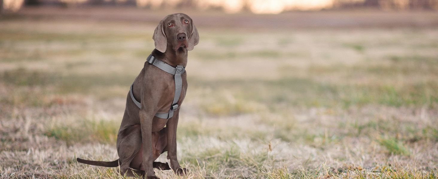 Шлейка для собак FEimaX для великих собак, тактична, не тягне, чорна, XL. Зручна, дихаюча, міцна, з м'якою підкладкою