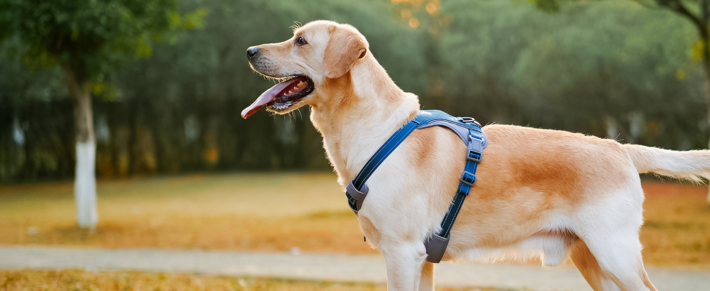 Шлейка для собак Huntboo Anti-Zug, для малих, середніх та великих собак, не тягне, світловідбиваюча, з 2 карабінами, регульована, для тренувань та бігу (M, синій)