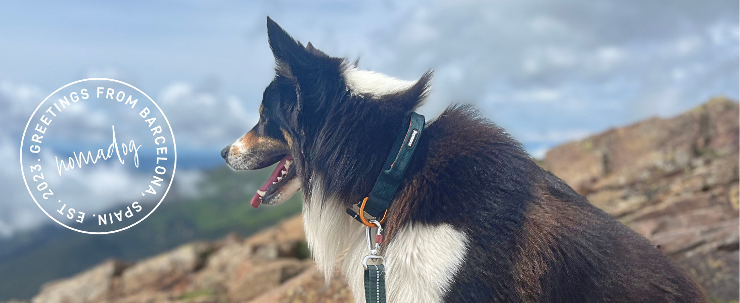 Нашийник для собак Nomadog Trailblazer з ручкою для великих собак - преміум алюмінієва застібка, міцний тактичний нашийник, регульований, з підкладкою, світловідбиваючий (L)