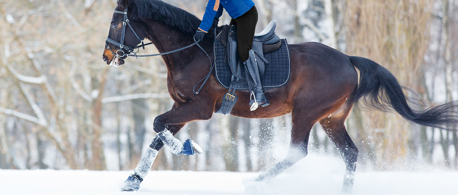 Легінси для верхової їзди жіночі зимові FitsT4 з силіконовою вставкою, флісовою підкладкою, кишенею для телефону та петлями для ременя, темно-синій, XL