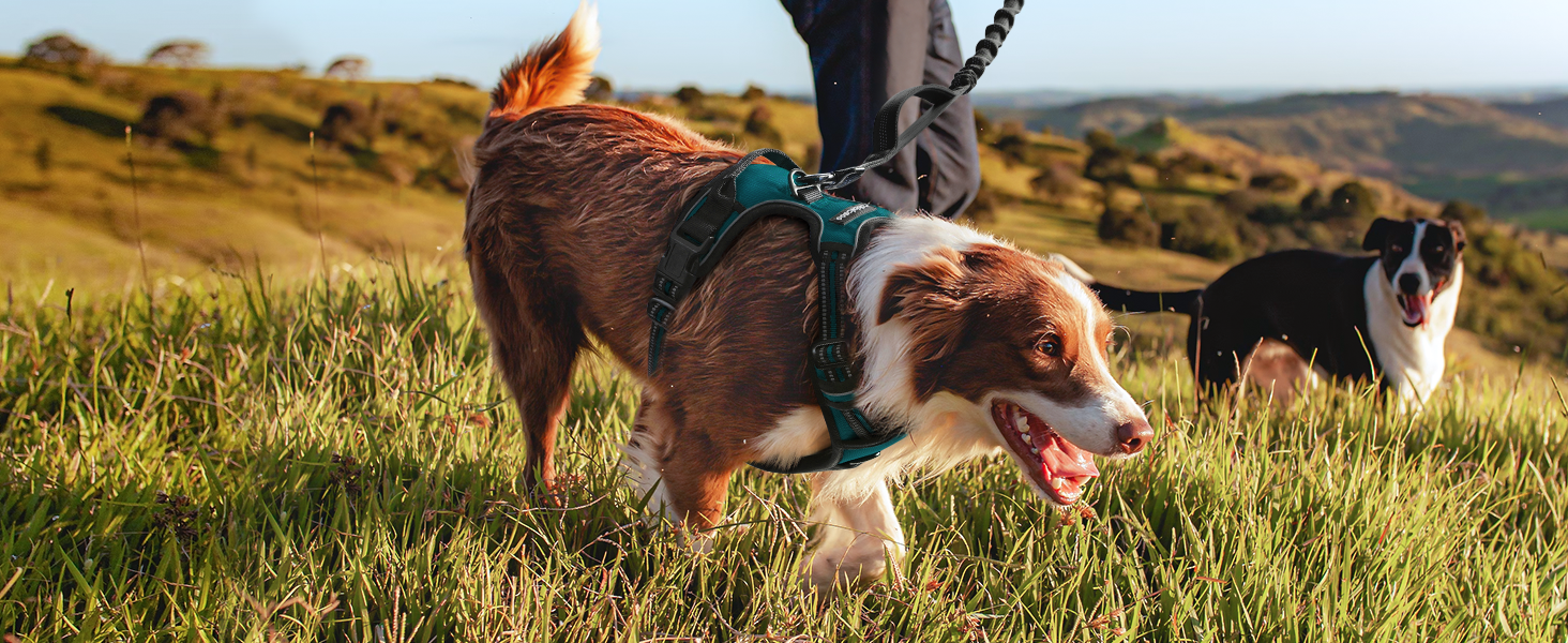 Нашийник для собак Rabbitgoo середнього розміру, анти-тяга, регульований, для великих собак, дихаючий, з світловідбиваючими смугами, безпечний, темно-зелений M (1 шт.)