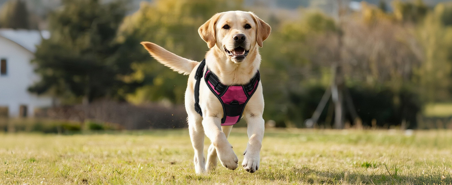 Світловідбиваючий нашийник для собак Joytale з LED, для середніх собак, без натягування, з ручкою, регульований, для нічних прогулянок, зелений, розмір M