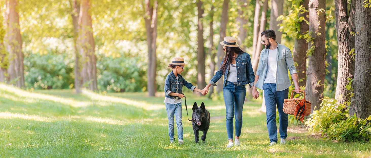 Візок для собак Wedyvko до 20 кг, 4 колеса, складаний, для маленьких та середніх собак та котів, з кошиком для зберігання та тримачем для напоїв, зелений (чорний)