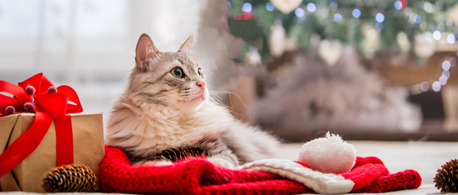 Набір мисок для котів (6 шт.) з кераміки: миски для корму, годівниці, мисочки для води