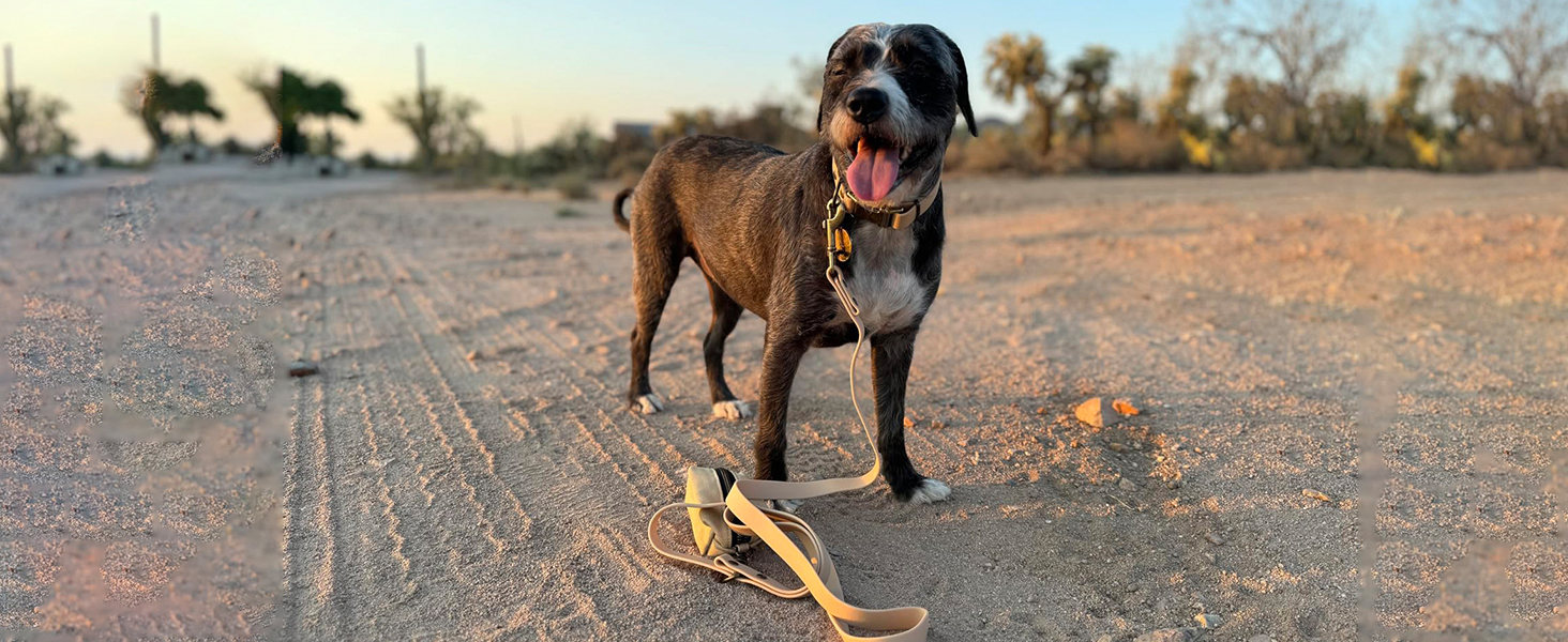 Набір повідка та нашийника для собак Wisedog: регульований, міцний нашийник та повідок для собак маленьких, середніх та великих порід, з тримачем для пакетів для екскрементів (M, пісочний колір). Розмір M (нашийник: 30-45 см; повідок: 1.5 м)