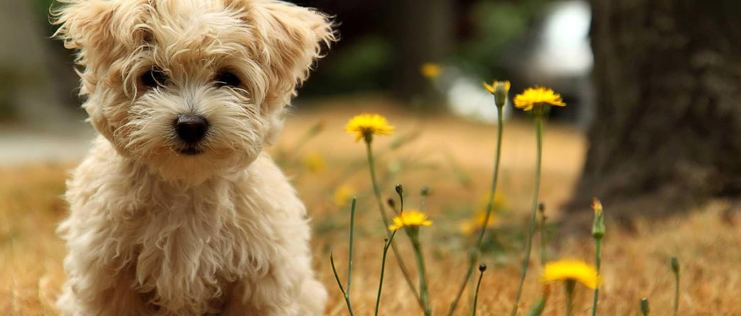 Сумка-переноска для собак до 7.5 кг, блакитна. Ідеальна для прогулянок та активностей на свіжому повітрі. Підходить для собак та котів, цуценят.