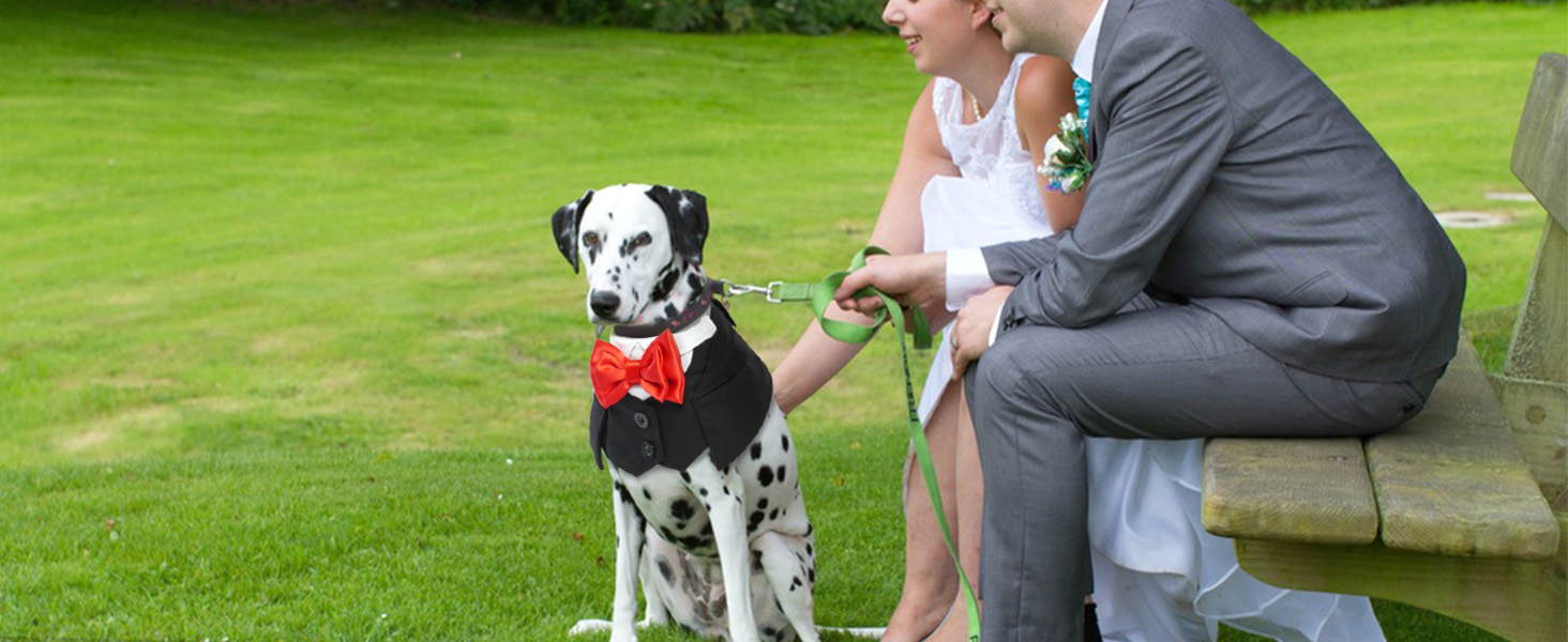 Нашийник для собак з краваткою для весілля, смокінгу, Дня святого Валентина, дня народження - костюм для собак, одяг для котів (чорний, M) M Чорний