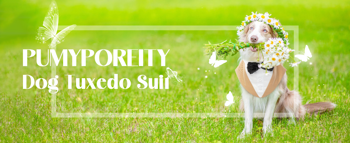 Костюм для собак