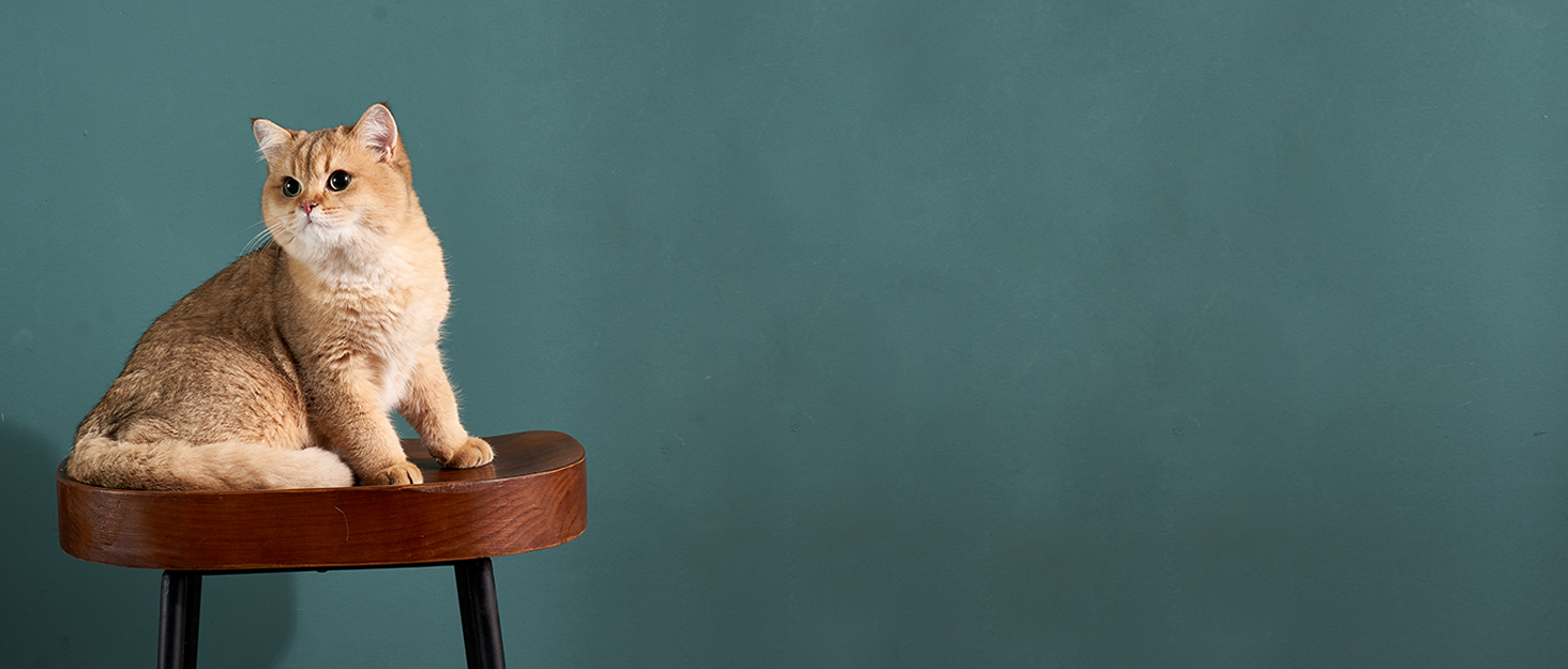 Котячий когтетоп MALOROY з масивного дерева, 58 см, L-подібний когтетоп з картону, стійкий, з іграшкою-м'ячиком, для стіни та кута