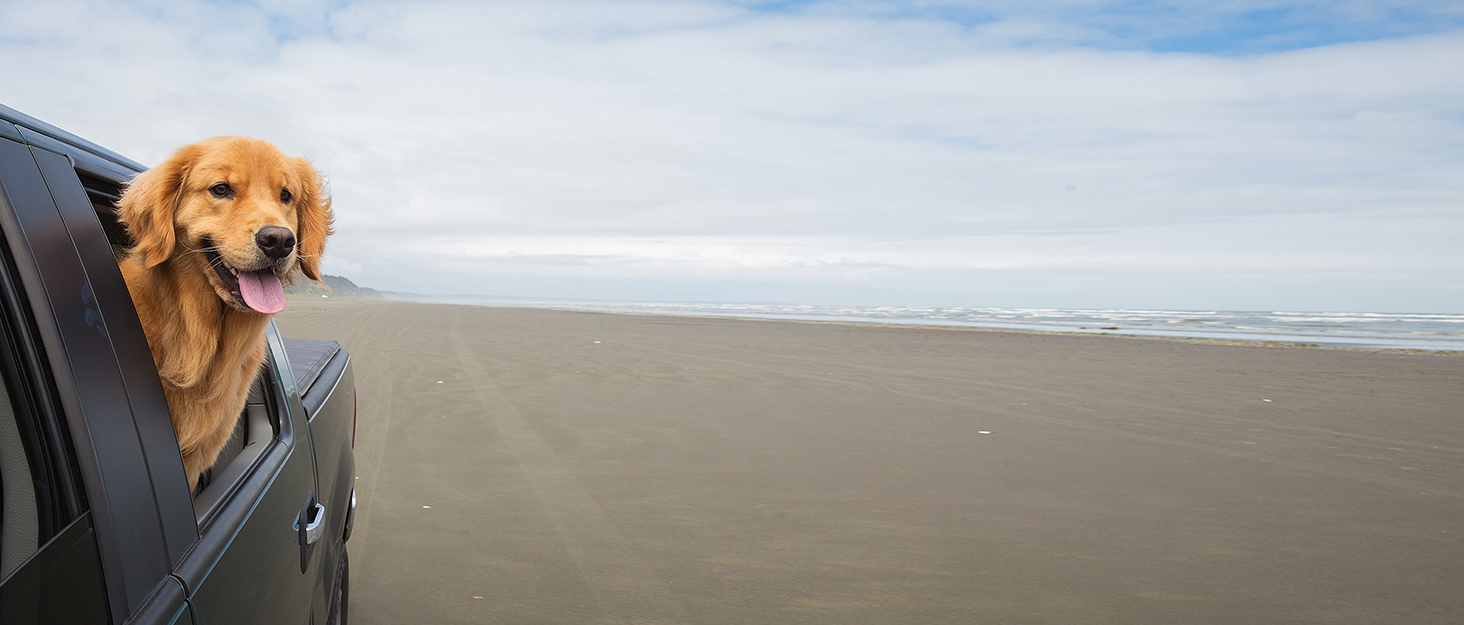 Автокрісло для собак Todeco: великі та середні породи, миється, знімається, з ременями безпеки, кишені, водонепроникне, сіре