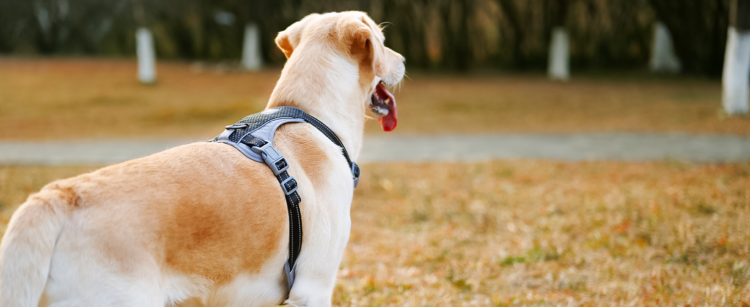 Шлейка для собак Huntboo Anti-Zug, проти вислизання, для малих, середніх та великих собак, не тягне, з світловідбиваючими елементами та 2 карабінами, не дає змогу душитися, регульована для тренувань та бігу (Чорний, S)