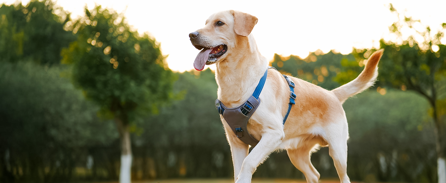 Шлейка для собак Huntboo Anti-Zug, для малих, середніх та великих собак, не тягне, світловідбиваюча, з 2 карабінами, регульована, для тренувань та бігу (M, синій)