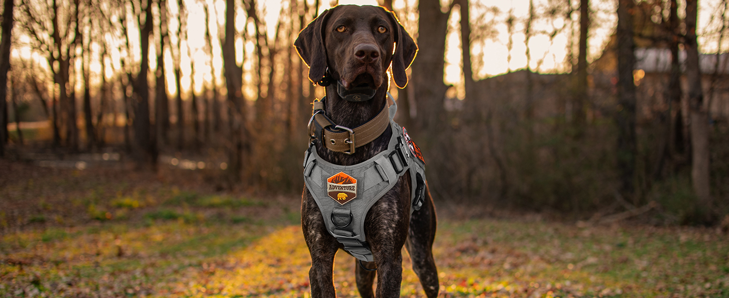 Шлейка для собак Rabbitgoo великих порід, без натягу, тактична з MOLLE, металеві пряжки, дихаюча, військова, регульована, з підкладкою, сіра, L (1 шт.)