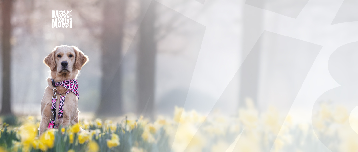 Водонепроникний дощовик для собак Max & Molly, M, Jade - спортивна куртка з регульованим поясом, світловідбиваючий, з отвором для шлейки