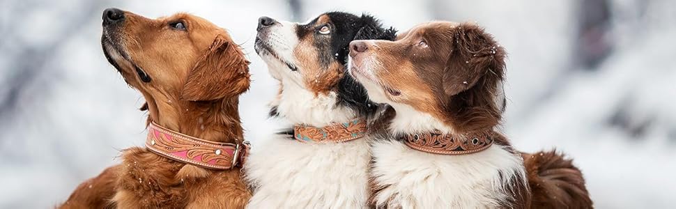 Нашийник для собак Pinklady Leder: шкіряний нашийник для собак, бежевий, карамельний, коричневий, рожевий, з декоративними елементами та стразами, обхват 35-43 см