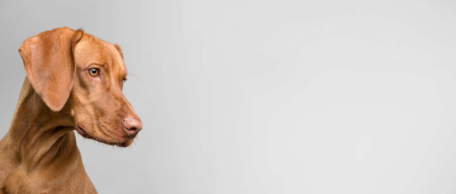 Керамічна годівниця для собак hej.mo | Чорна | Діаметр 16 см, об'єм 0,9 л | Міцна, для миття в посудомийній машині, стійка до подряпин та укусів | Годівниця для маленьких та середніх собак