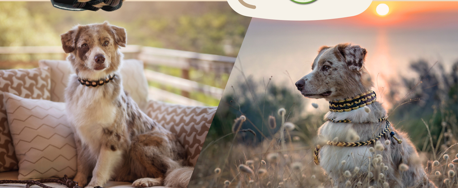 Нашийник для собак Ben&Bruno: широкий, регульований, ручної роботи, міцний, надійний, довговічний, з паракорду, для маленьких, середніх та великих собак, XL, багатокольоровий