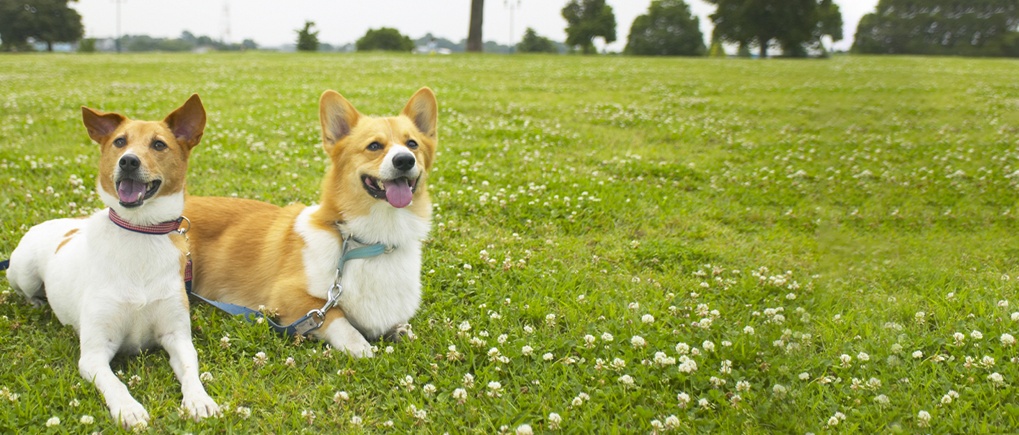 Шлека для собак Cooltto з лотком та шпателем: силіконова підстилка з присосками для купання, грумінгу та догляду за кігтями (сірий)