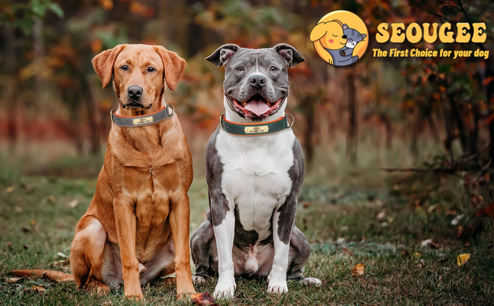 Нашийник та поводок для собак, шкіряні, персоналізовані, м'яко стьовані, міцні, з індивідуальною табличкою, регульовані (M, верблюжий, комплект M: обхват шиї 28-37 см, ширина 2 см)
