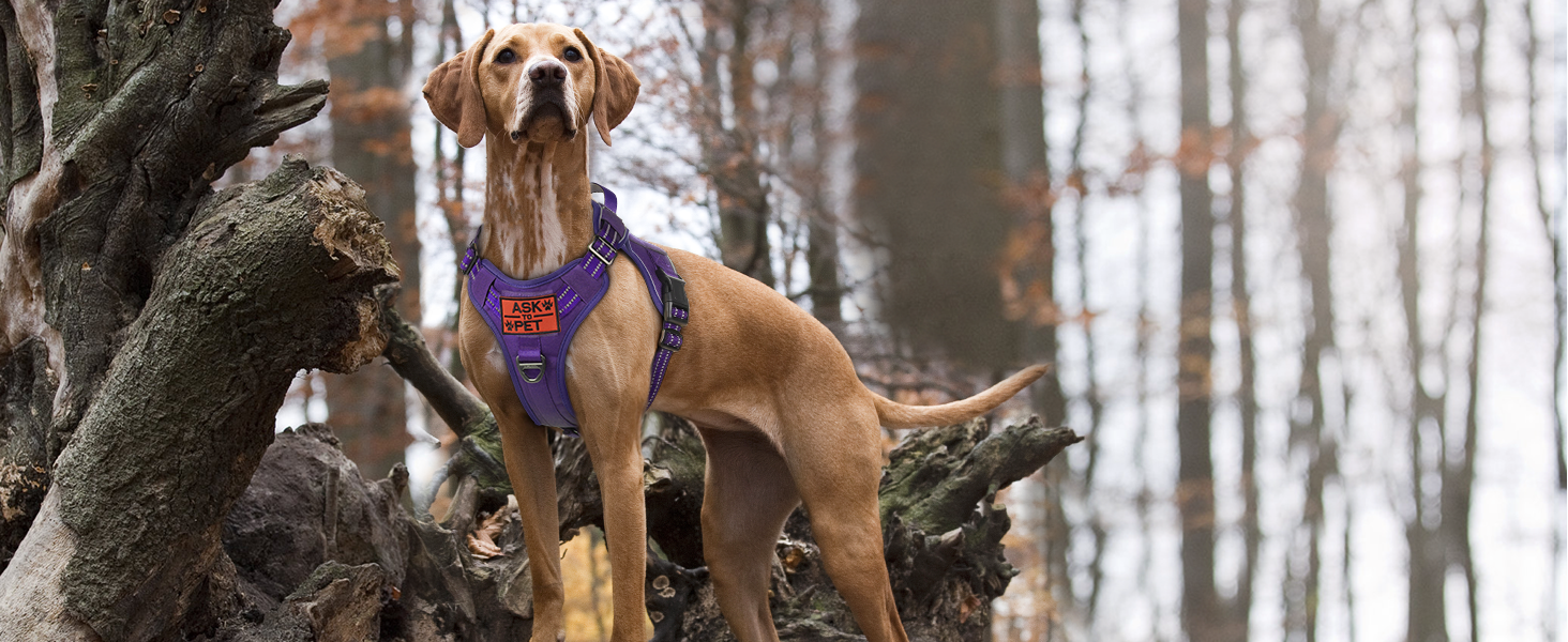 Нагрудник для собак Rabbitgoo середнього розміру, анти-тяга, регульований з ручкою, міцний, тактичний, з металевими пряжками для прогулянок (M, фіолетовий)