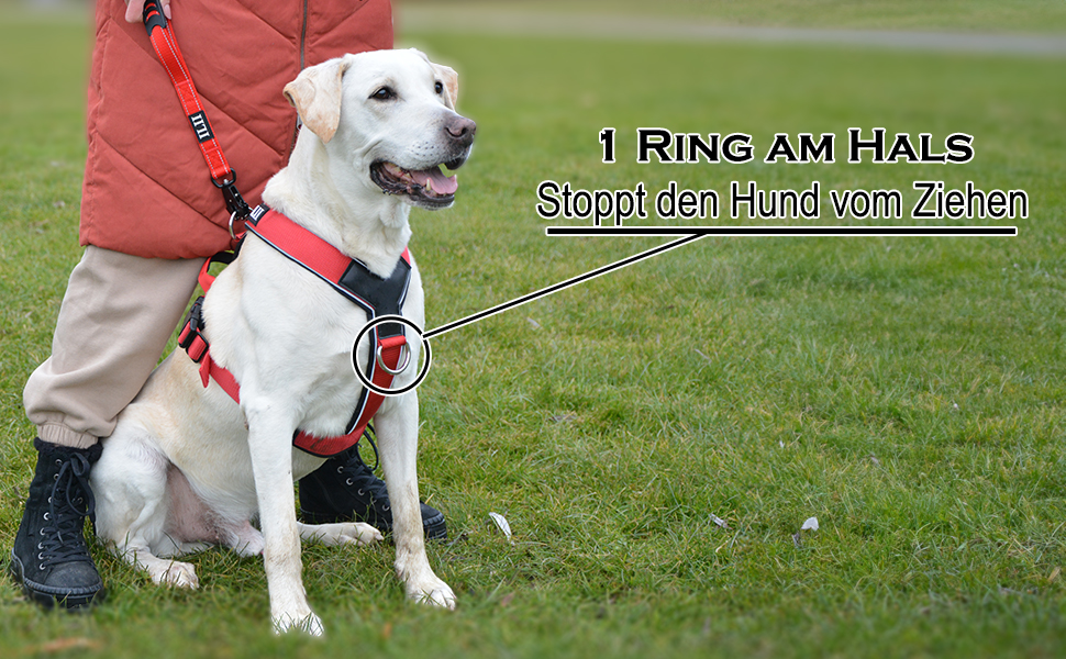 Нашийник для собак ILII - міцний, елегантний та комфортний. Унікальний дизайн для середніх та великих собак. Чорний, мінімальне покриття.