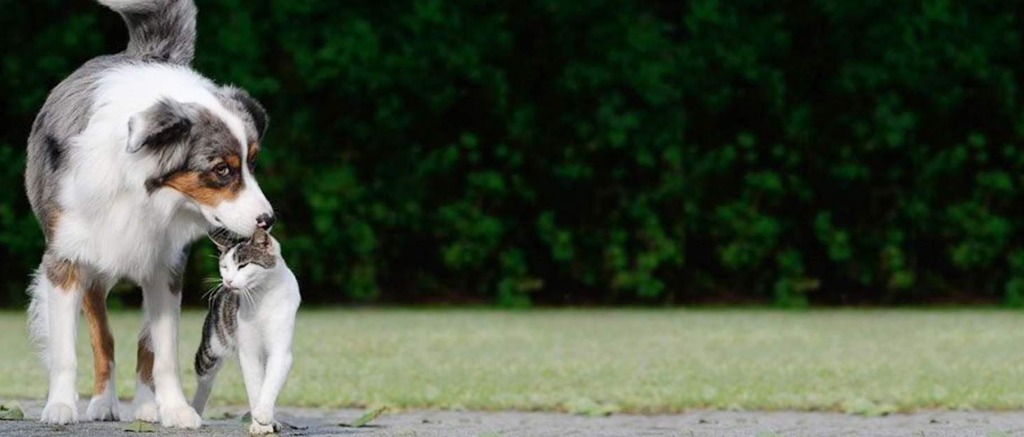 Сітчаста перегородка для тварин в авто, регульована, Oxford, 120x85 см