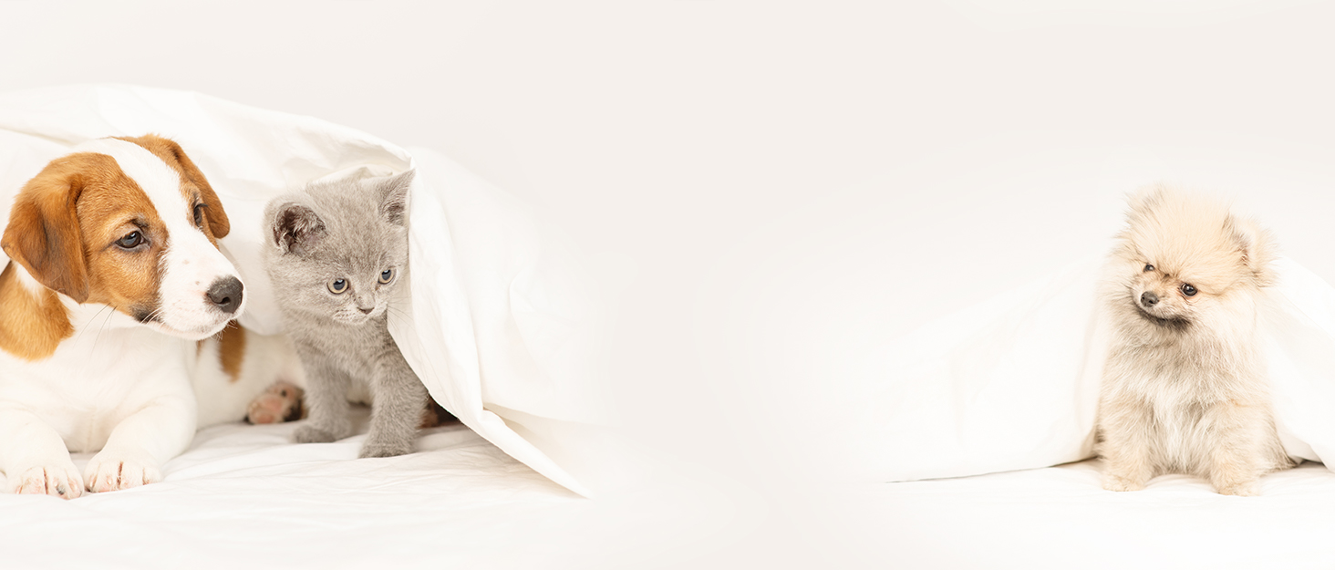 Машинка для стрижки собак Leise, 4 в 1: стрижка тіла, обличчя, вух, подушечок лап. Ідеальна для собак та котів.